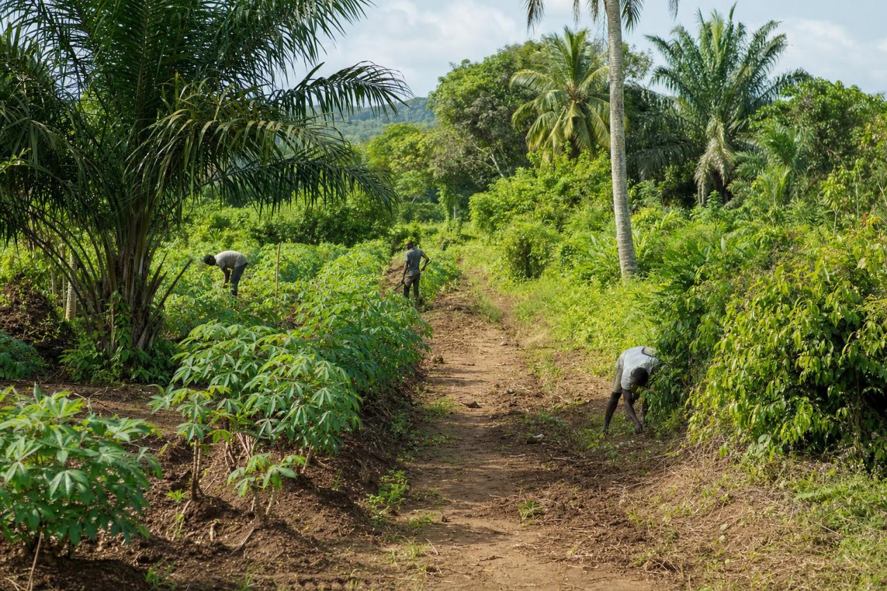 Farm workers maintaining a path between crop rows on a tropical estate