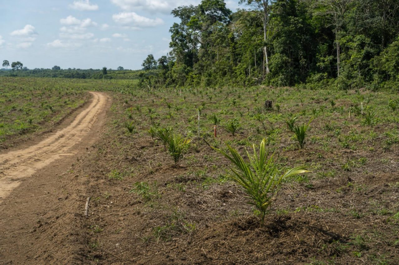 Newly planted oil palm seedlings with marker stakes beside an access track